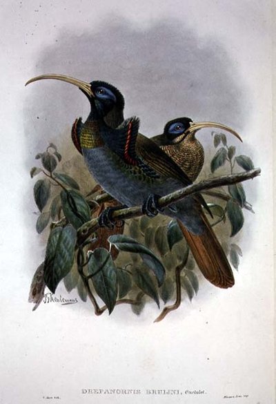 Weißer Sichelschnabel-Paradiesvogel von William Matthew Hart