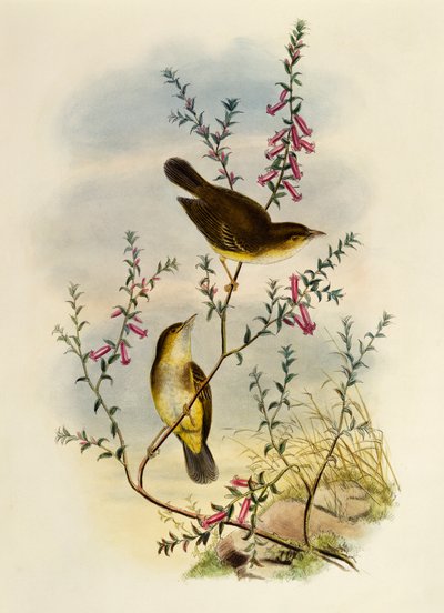 Weißgefleckter Fliegenschnäpper (Pseudogerygone notata), Gravur von William Matthew Hart von William Matthew Hart