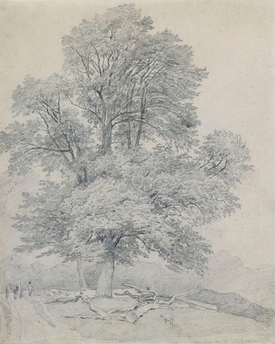 Eine Ulme in Hawley, Hampshire von William Mulready