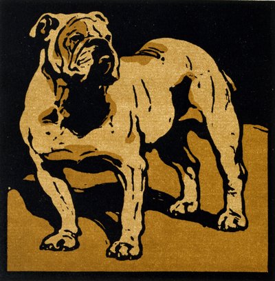 Der britische Bulldogge, aus 