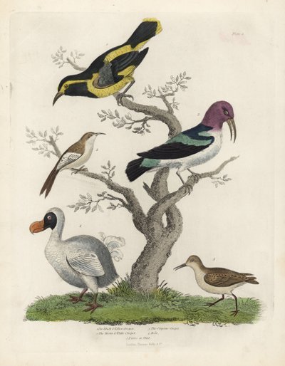 Schwarz-gelber Baumläufer, braun-weißer Baumläufer, Certhia americana, Cayenne-Baumläufer, Dacnis cayana, Dodo, Raphus cucullatus, und Alpenstrandläufer, Calidris alpina. Handkolorierte Kupferstichgravur von einem unbekannten Künstler aus William Smellie