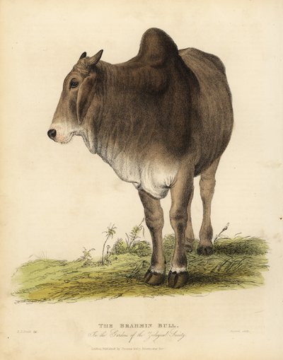 Brahma-Rinderrasse, Bos taurus indicus von William Smellie