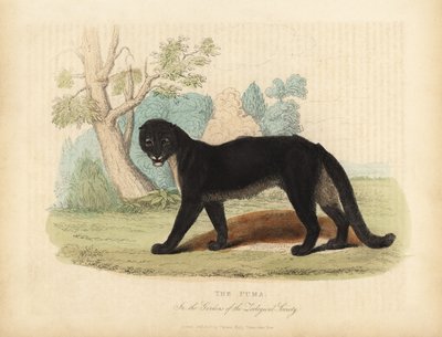 Puma von William Smellie