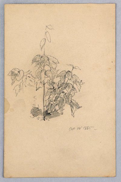 Studie von Laub von William Trost Richards