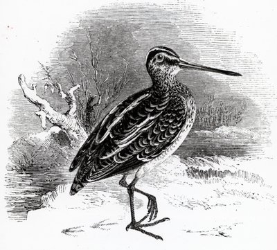 Die Bekassine, Illustration aus 