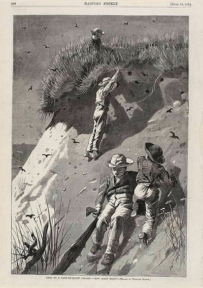 Überfall auf eine Sandschwalbenkolonie—"Wie viele Eier?" von Winslow Homer