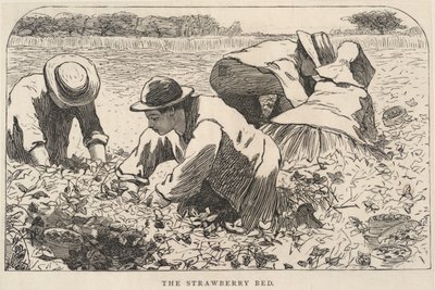 Das Erdbeerbett, aus Our Young Folks, Juli 1868 von Winslow Homer