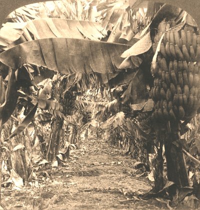 Im Herzen einer Bananenplantage, Hawaii-Inseln, 1901 von Works and Sun Sculpture Studios