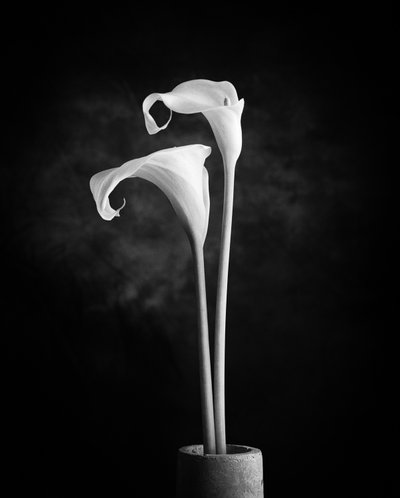 Monochrome Calla-Lilien von Xavi Heredia
