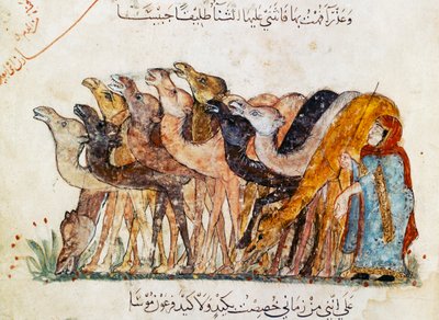 Ms Ar 5847 f.101, Kamelherde, aus 