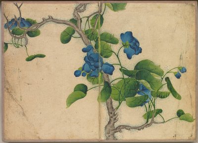 Schreibtischalbum: Blumen- und Vogelmalereien Kletternde blaue Blumen, 18. Jahrhundert von Zhang Ruoai