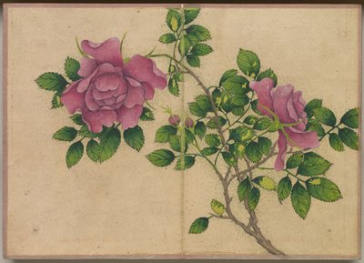 Schreibtischalbum: Blumen- und Vogelmalereien Rose, 18. Jahrhundert von Zhang Ruoai