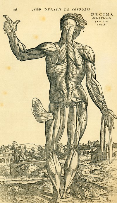 Rückseite des männlichen menschlichen Körpers, eine anatomische Studie, ursprünglich veröffentlicht in De Humani Corporis Fabrica Libri Septem (über den Aufbau des menschlichen Körpers in sieben Büchern) von Andreas Vesalius, veröffentlicht in Basel von Ferdinand Georg Waldmuller