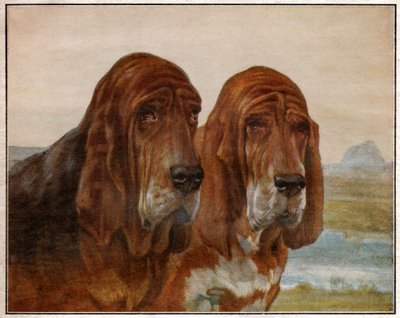 Hunde von Saint Hubert oder Bloodhound von . .