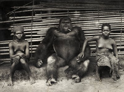 Gorilla (Gelatinesilberdruck) von Hippolyte Lalaise Devéria
