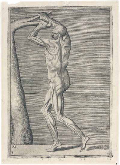 Muskeln Anatomische Studie der männlichen Muskulatur; Mann bricht einen Ast, ca. 1555 von Frederick (attr. to) Barnard