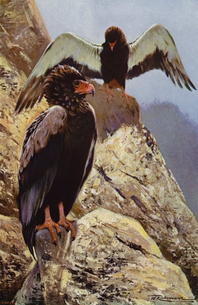 Gaukleradler von after Wilhelm Kuhnert