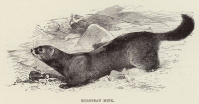 Europäischer Nerz von after Wilhelm Kuhnert