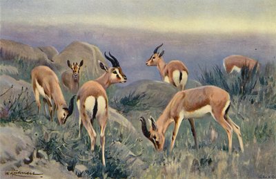 Gazelle von after Wilhelm Kuhnert