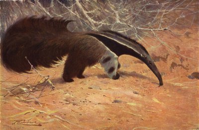 Großer Ameisenbär von after Wilhelm Kuhnert