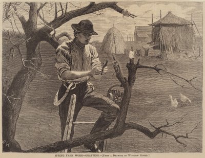 Frühjahrsarbeit auf dem Bauernhof - Pfropfen von after Winslow Homer
