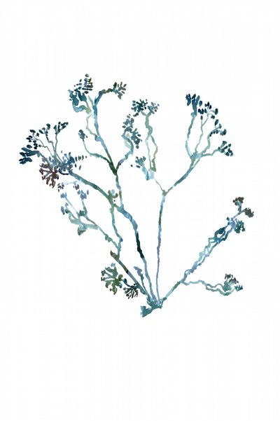 Zarter Botanischer Zweig von cartissi