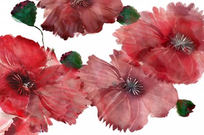 Lebendige rote Mohnblumen von cartissi
