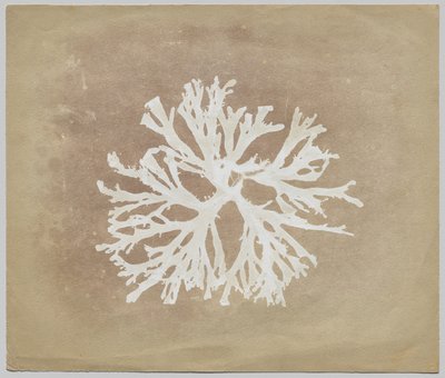 Algen von circle of William Henry Fox Talbot