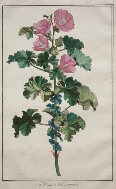 Recueil de vingtquatre plantes et fleurs: Malve, nach 1772 von de Seve