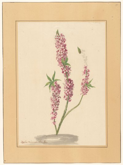 Roter Pfefferbaum auf einem Grund von familie Van der Vinne (attributed to)