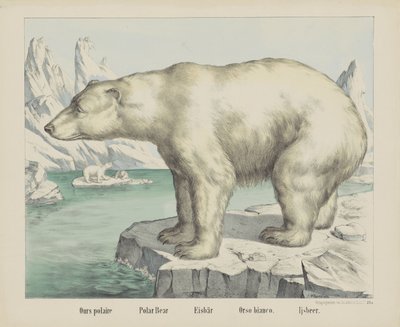 Eisbär von firma Joseph Scholz