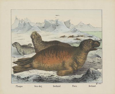 Seehund von firma Joseph Scholz