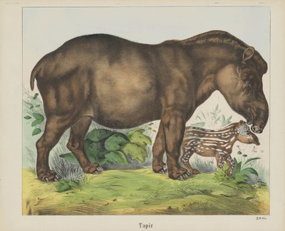 Tapir von firma Joseph Scholz