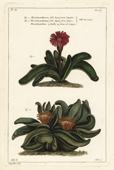 Elchhornpflanze, Rhombophyllum dolabriforme (Hackblattige Feigenmargerite, Mesembryanthemum dolabriforme) von the Younger Dupin