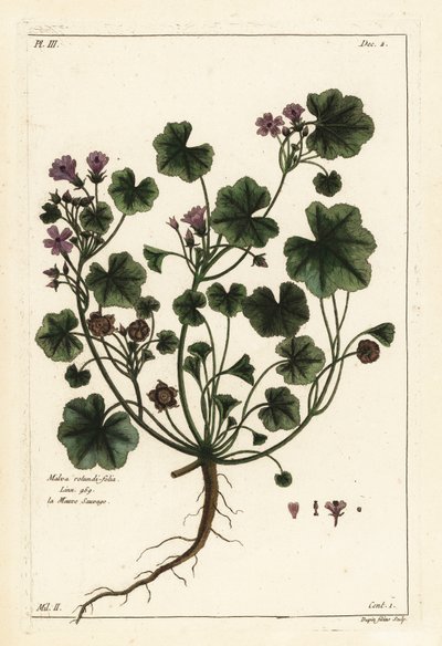 Kleine Malve oder Rundblättrige Malve, Malva pusilla von the Younger Dupin