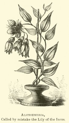 Alstroemeria, von Irrtum die Lilie der Inkas genannt von Edouard Riou