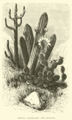 Cereus Cadelaris und Opuntia von Edouard Riou