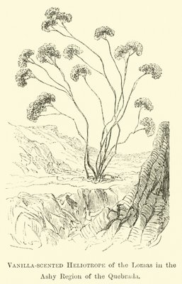 Vanille-duftender Heliotrop der Lomas in der Ashy Region der Quebrada von Edouard Riou