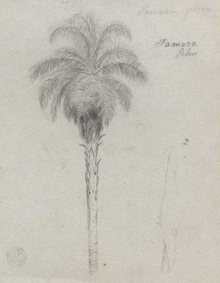 Botanische Skizze zeigt zwei Ansichten der Tamaca Palme von Frederic Edwin Church
