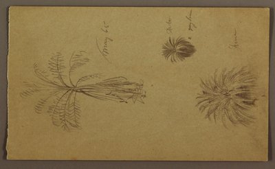 Zeichnung, botanische Skizzen von Frederic Edwin Church