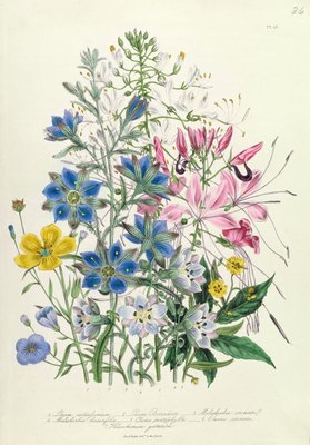 Cornflower, die Platte 15 von den Damen Blumengarten, veröffentlicht 1842 von Jane Loudon