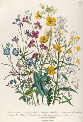 Vergissmeinnichte und Buttercups, Tafel 13 aus The Ladies Flower Garden , erschienen 1842 von Jane Loudon