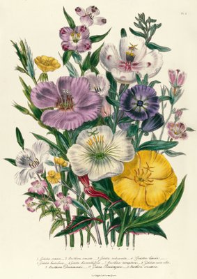 Godetia und Anothera, Tafel 8 aus The Ladies Flower Garden , erschienen 1842 von Jane Loudon
