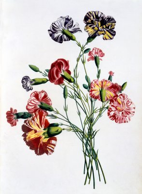 Blumenstrauß aus Nelken, aus Sammlung von Blumen und Früchten der Natur, erschienen 1805  von Jean Louis Prevost