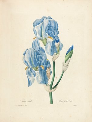 Iris Pallida, graviert von Victor, aus Wahl der schönsten Blumen und der schönsten Früchte, Vol. II, 1827-33 von Pierre Joseph Redouté