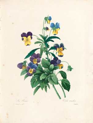Pansy, graviert von Langlois, aus Wahl der schönsten Blumen und die schönsten Früchte, Vol. II, 1827-33 von Pierre Joseph Redouté
