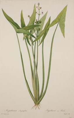 Sagittaria, graviert von Langlois (handkolorierter Stich) von Pierre Joseph Redouté