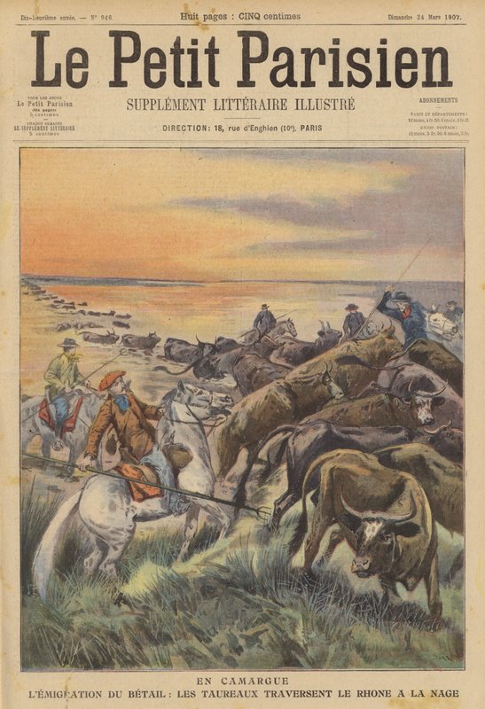 Viehwanderung in der Camargue: eine Herde von Stieren schwimmt über den Fluss Rhone (Farblithografie) von (after) Carrey