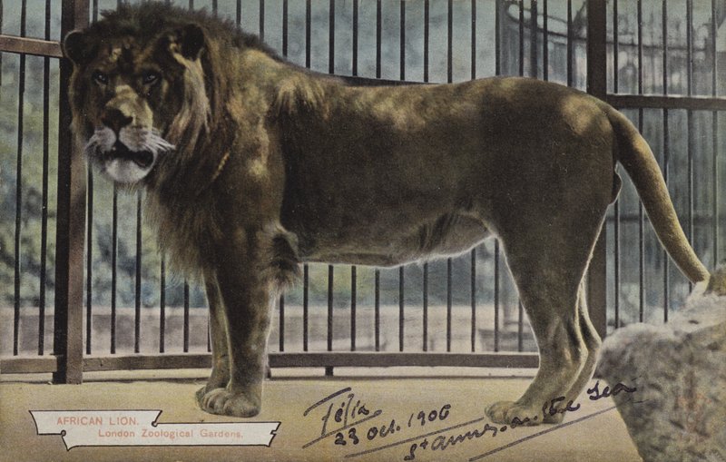 Afrikanischer Löwe, Londoner Zoologische Gärten von (after) English photographer