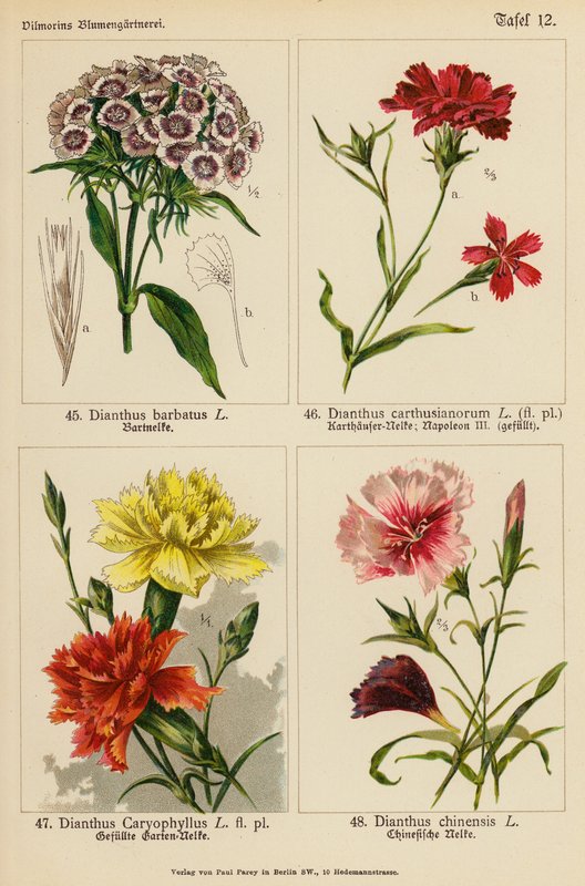 Dianthus Barbatus, Dianthus Carthusianorum, Dianthus Caryophyllus, Dianthus Chinensis von (after) German School